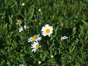 Vivers Càrex - Leucanthemum vulgare